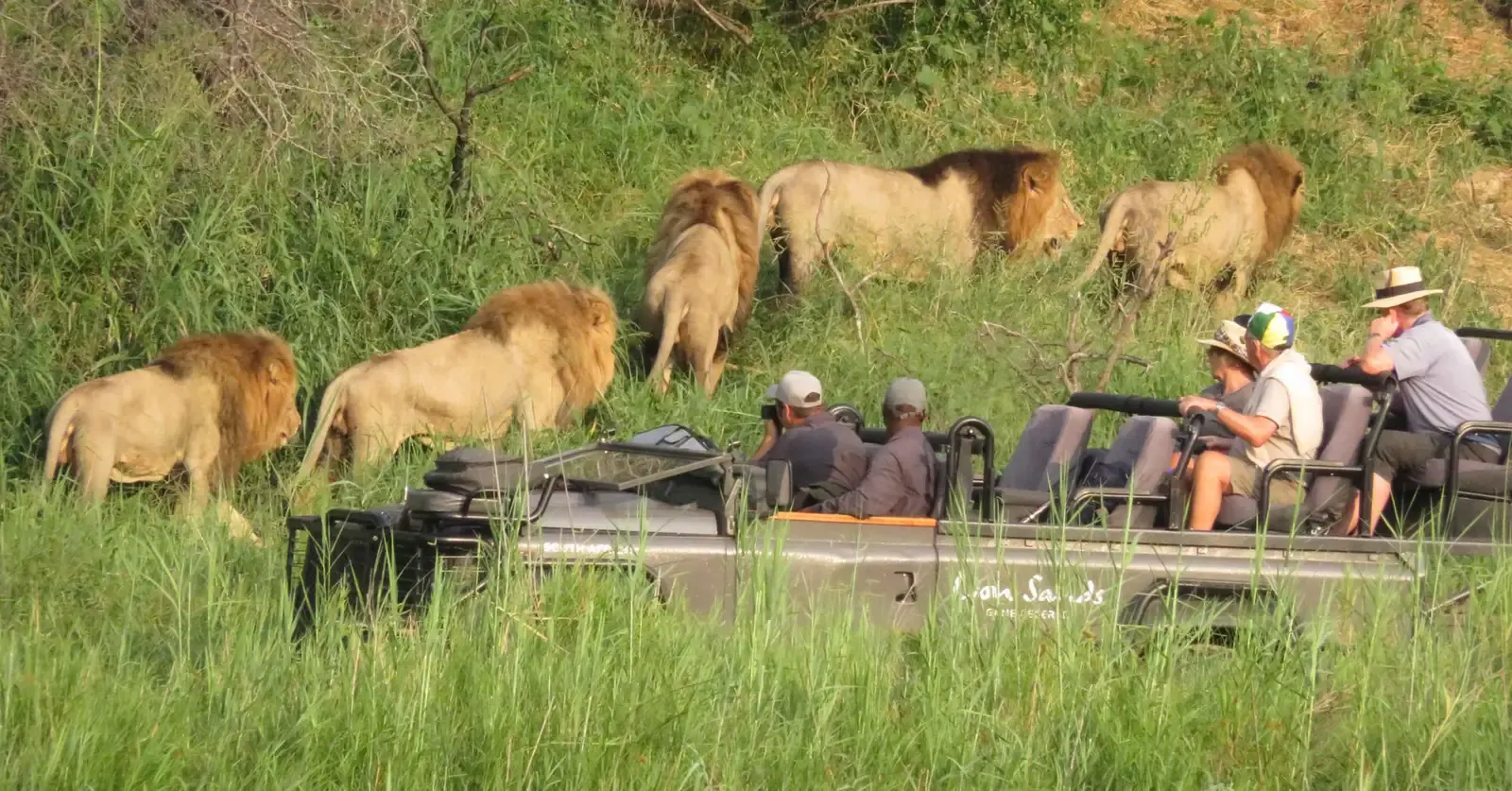 10-day Addo Elephant Park holidays focus across in Pilanesberg National Park On South Africa Safaris