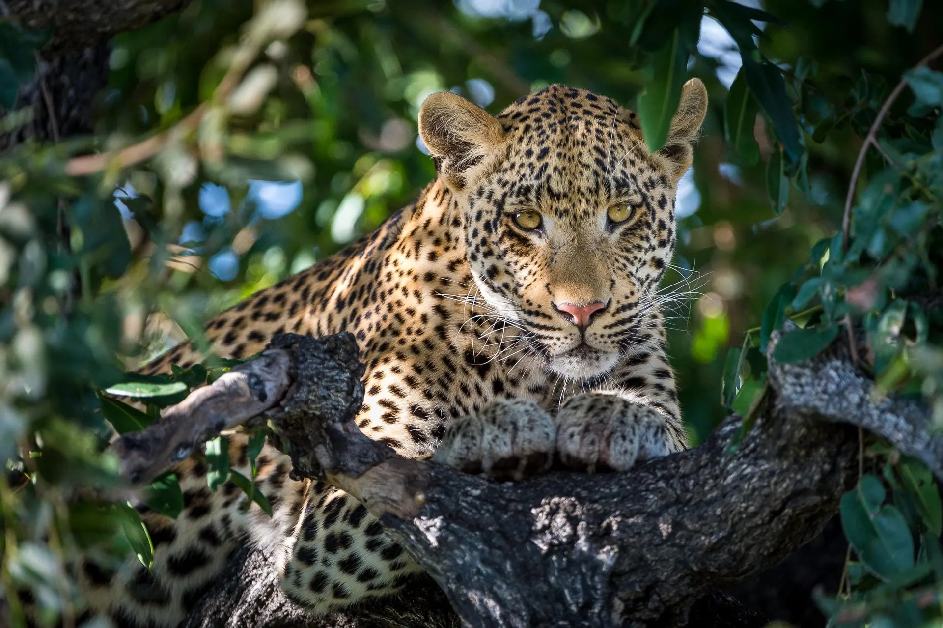 6-day Lake Kariba night drive Best Zimbabwe Safari Tours  
