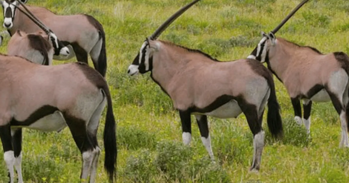 8-day Bale Mountains Ethiopia Safari vacation focus across Danakil Depression