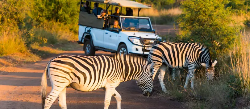 7-day cultural tour South Africa focus across Pilanesberg National Park