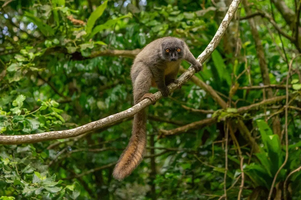 6-day Madagascar Isalo holiday Safari Tour Madagascar  