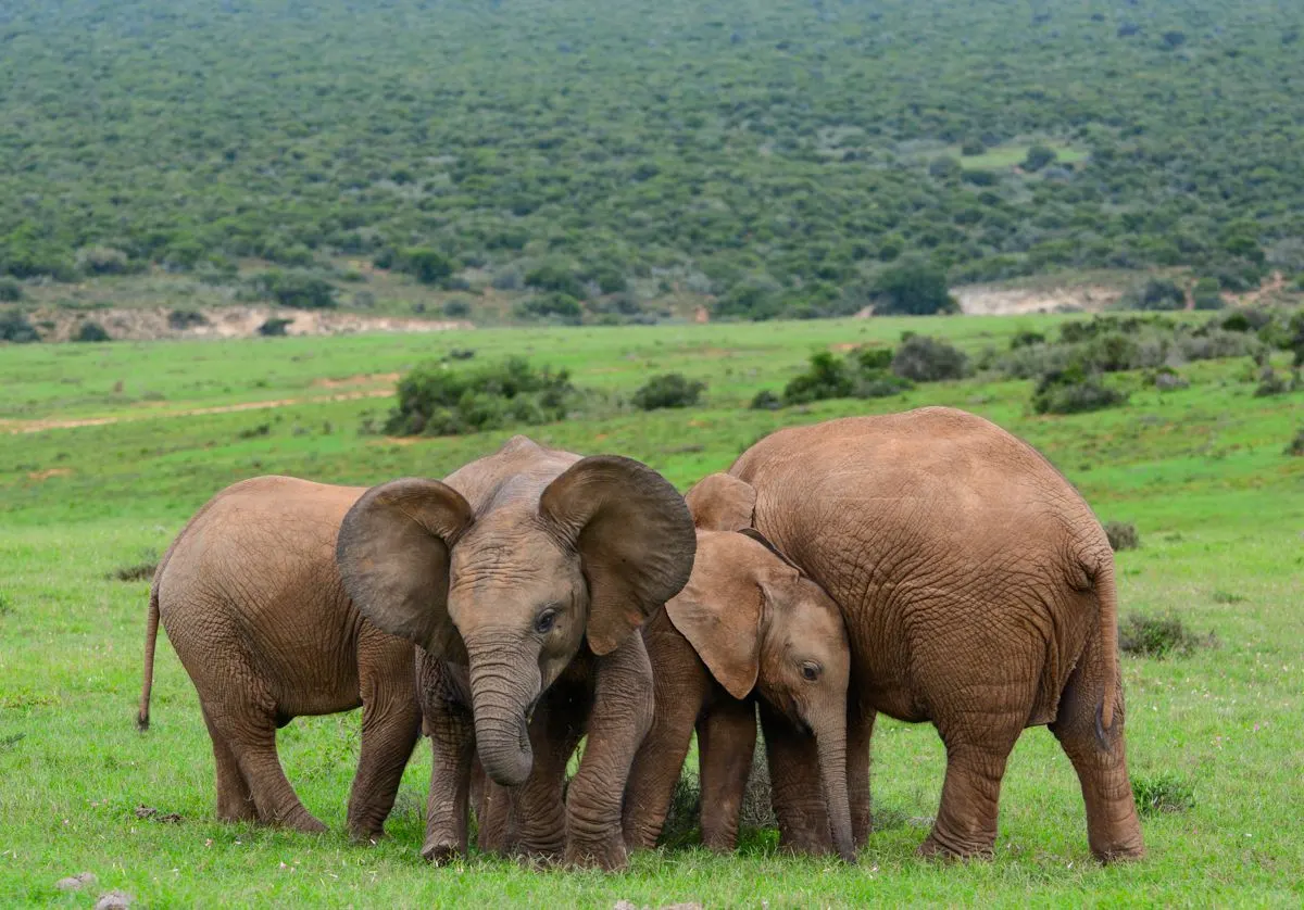 6-day South Africa malaria free safari focus across Hluhluwe-iMfolozi Park