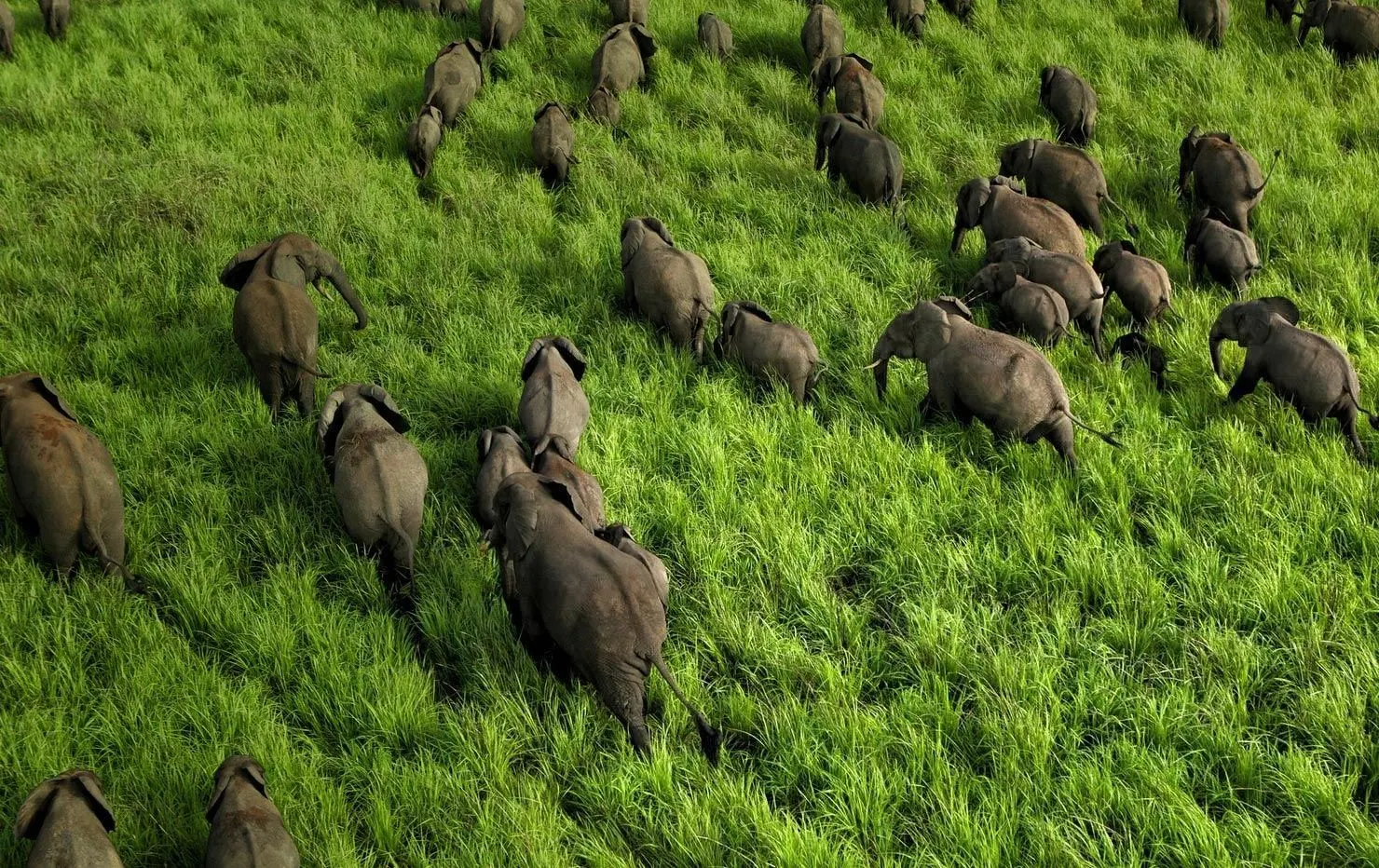 7-day DR Congo Rumangabo holidays focus across  Garamba National Park On Safari Tour In Dr Congo