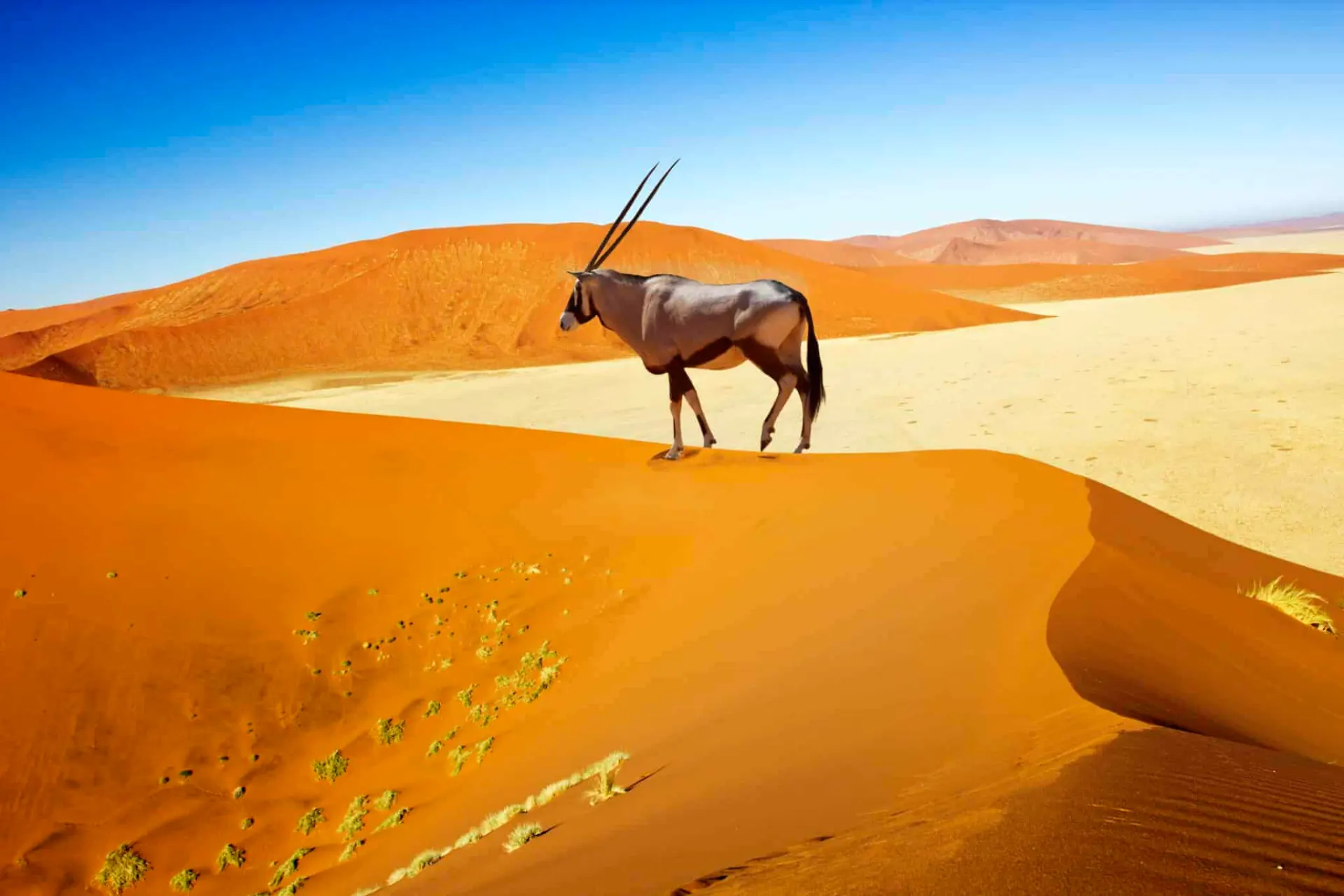 Namibia Wildlife Safaris safari category