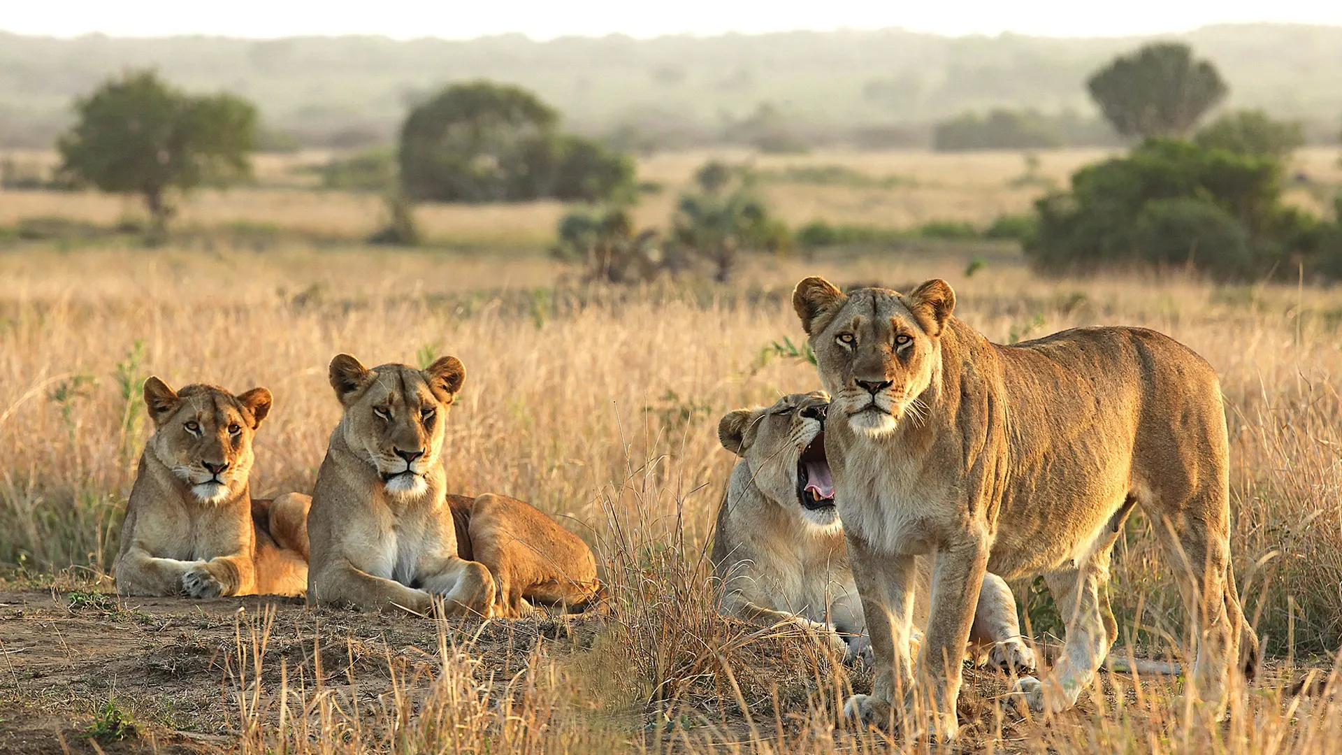 Mozambique