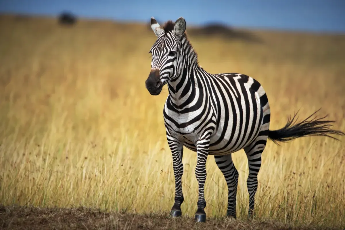 7-day mokoro safari Axum Ethiopia Safaris  Simien Mountains National Park