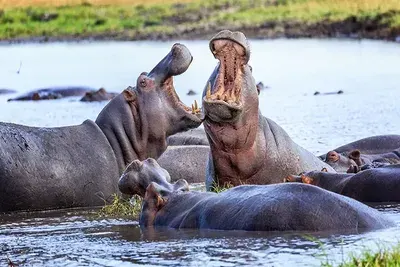 7-day North Luangwa Zambia Safari Tour in South Luangwa National Park