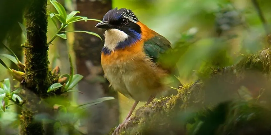 8-day safari Nosy Be Madagascar Safaris focus across Andasibe-Mantadia