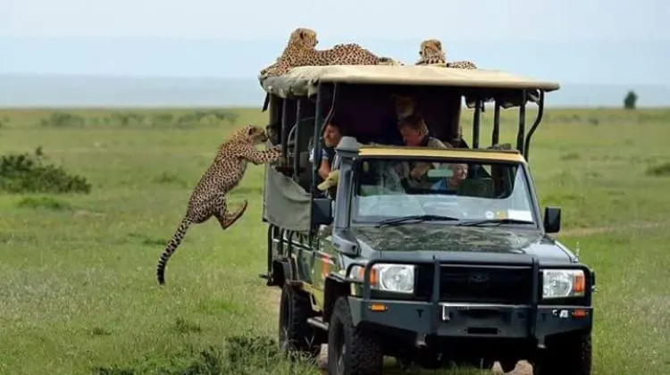 7-day game drive Lamu Kenya Safari Tours in Tsavo West National Park Kenya