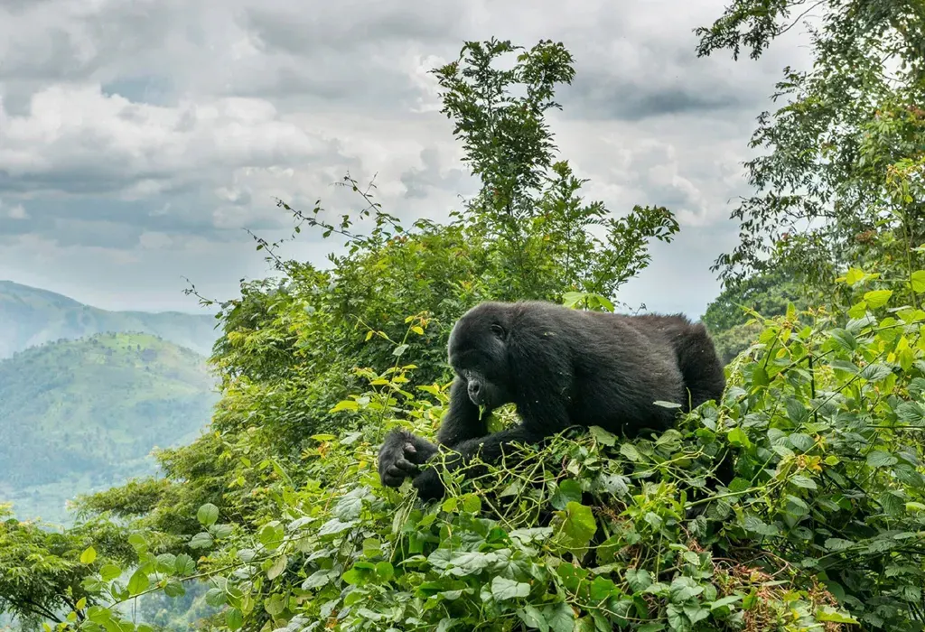 7-day DR Congo Mount Nyiragongo trips focus across  Garamba National Park