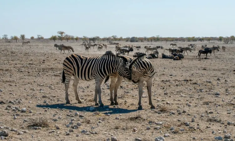 8-day Swakopmund trip focus across Namibia Guided time in Sossusvlei On African Safari Namibia