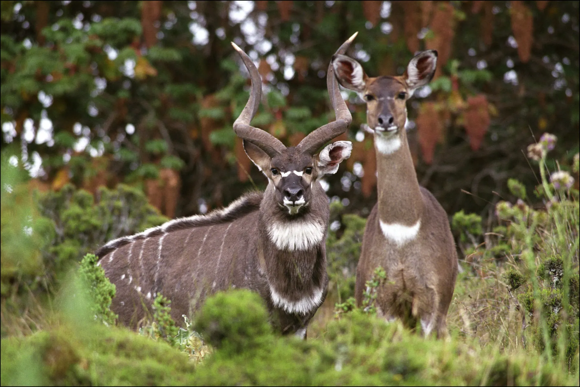 10-day Harar Ethiopia Safari holiday focus across Bale Mountains National Park