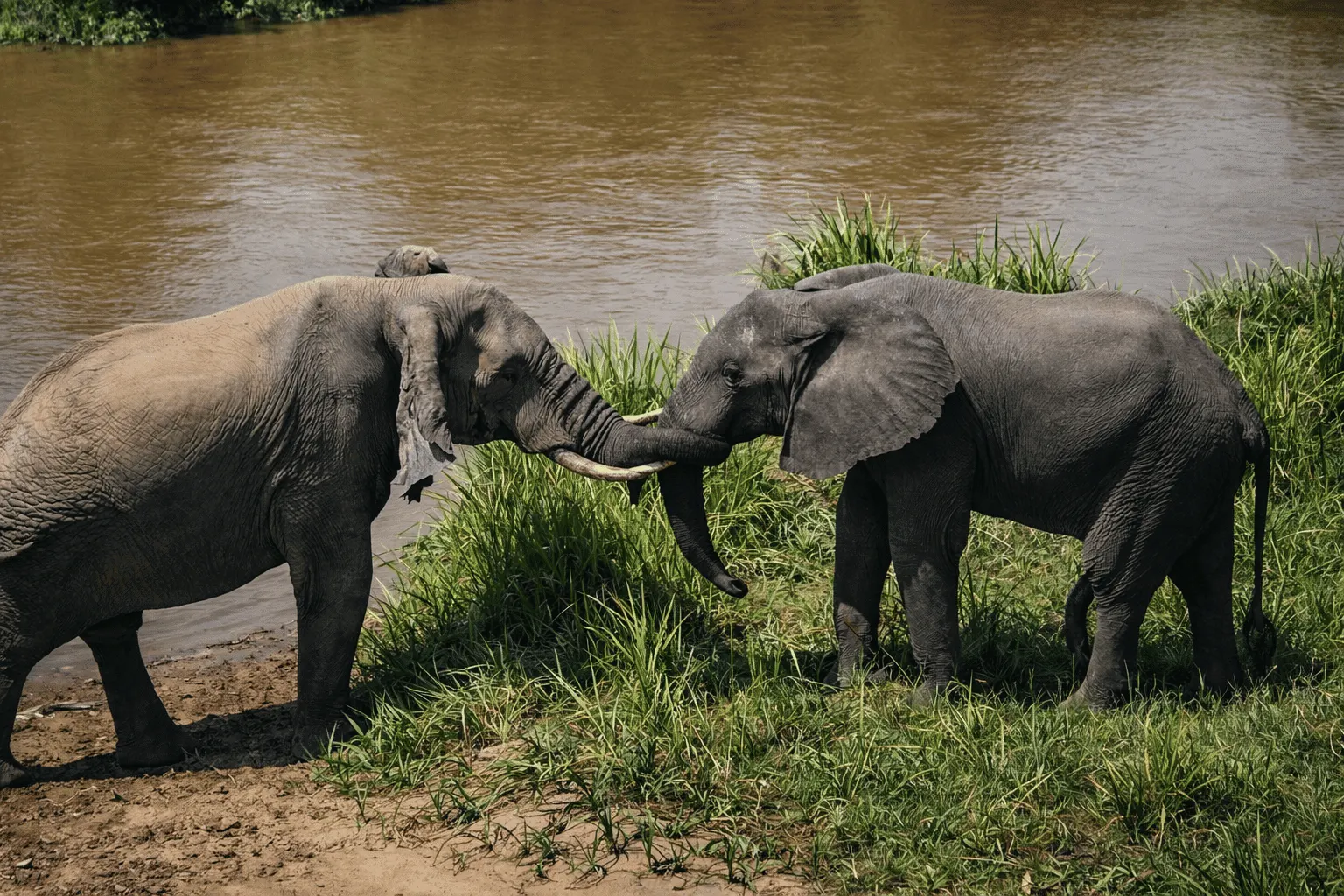 7-day Mount Nyiragongo big five safari focus across Garamba National Park On Dr Congo Safari