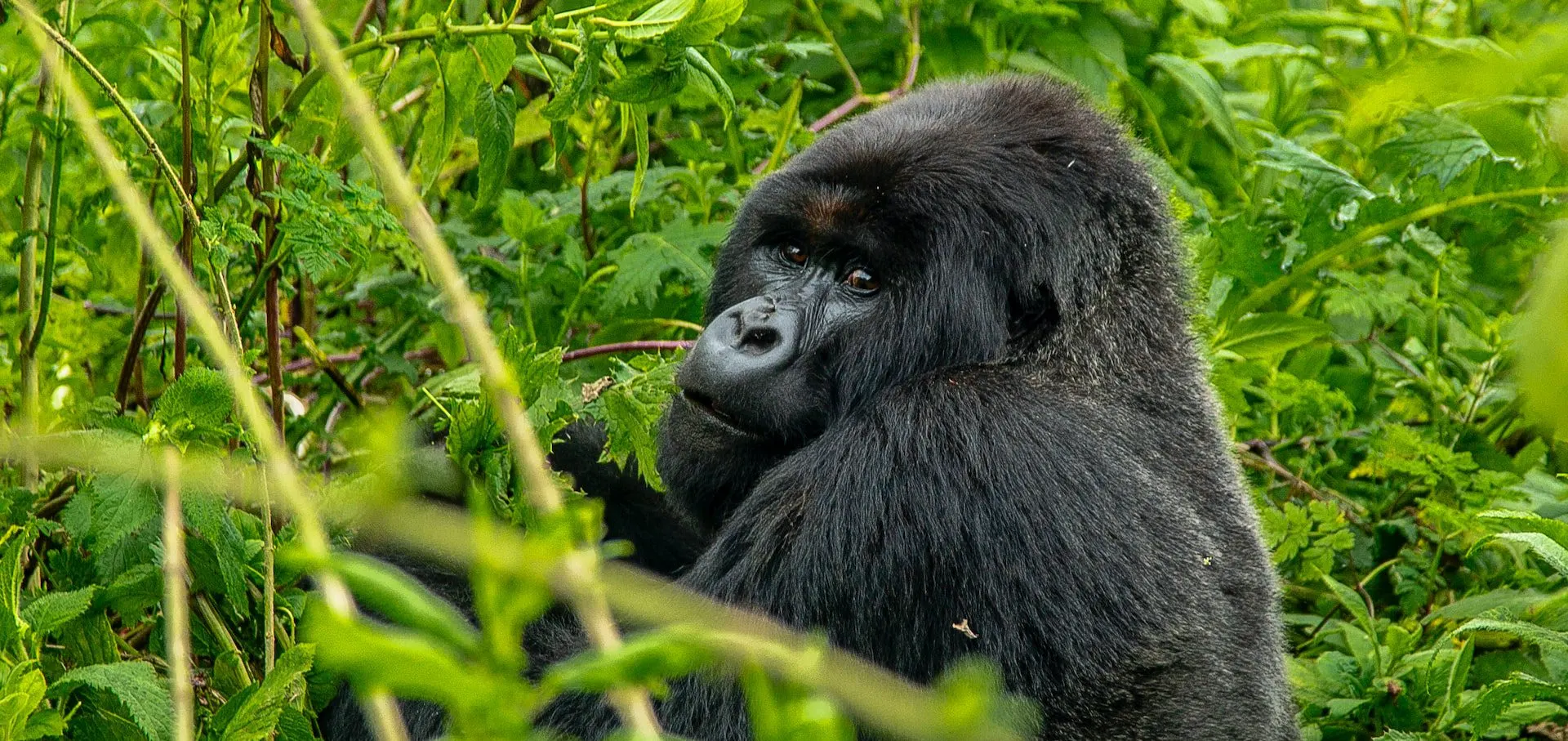 10-day cost of safari in Democratic Republic of Congo focus across Kahuzi-Biega National Park