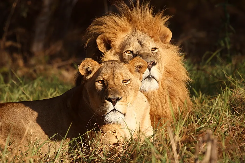 South Africa