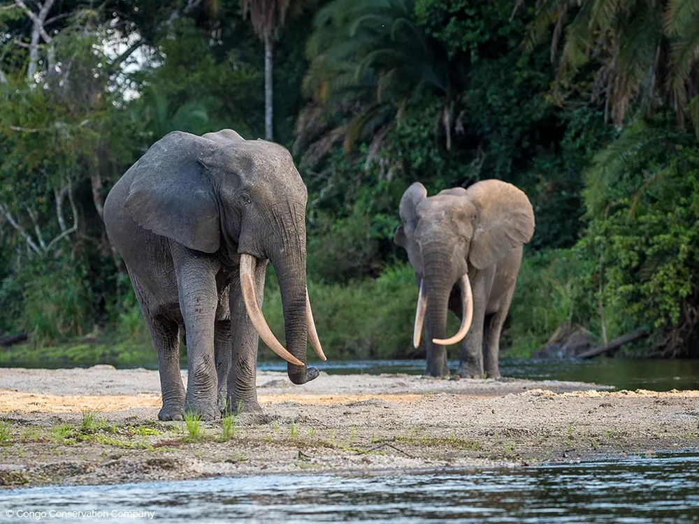 7-day game drive Mount Nyiragongo DR Congo focus Kahuzi-Biega National Park On Luxury Tour Safari Dr Congo