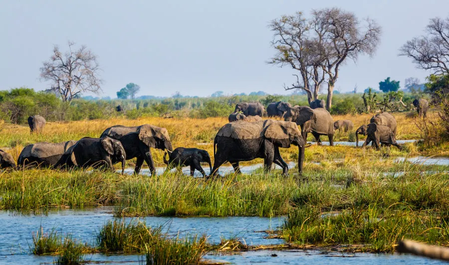 9-day Caprivi Strip Namibia focus  in Etosha National Park On Namibia Safaris