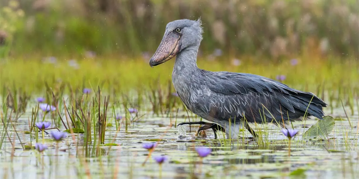 6-day birding safari Goma DR Congo Safari focus across Virunga National Park