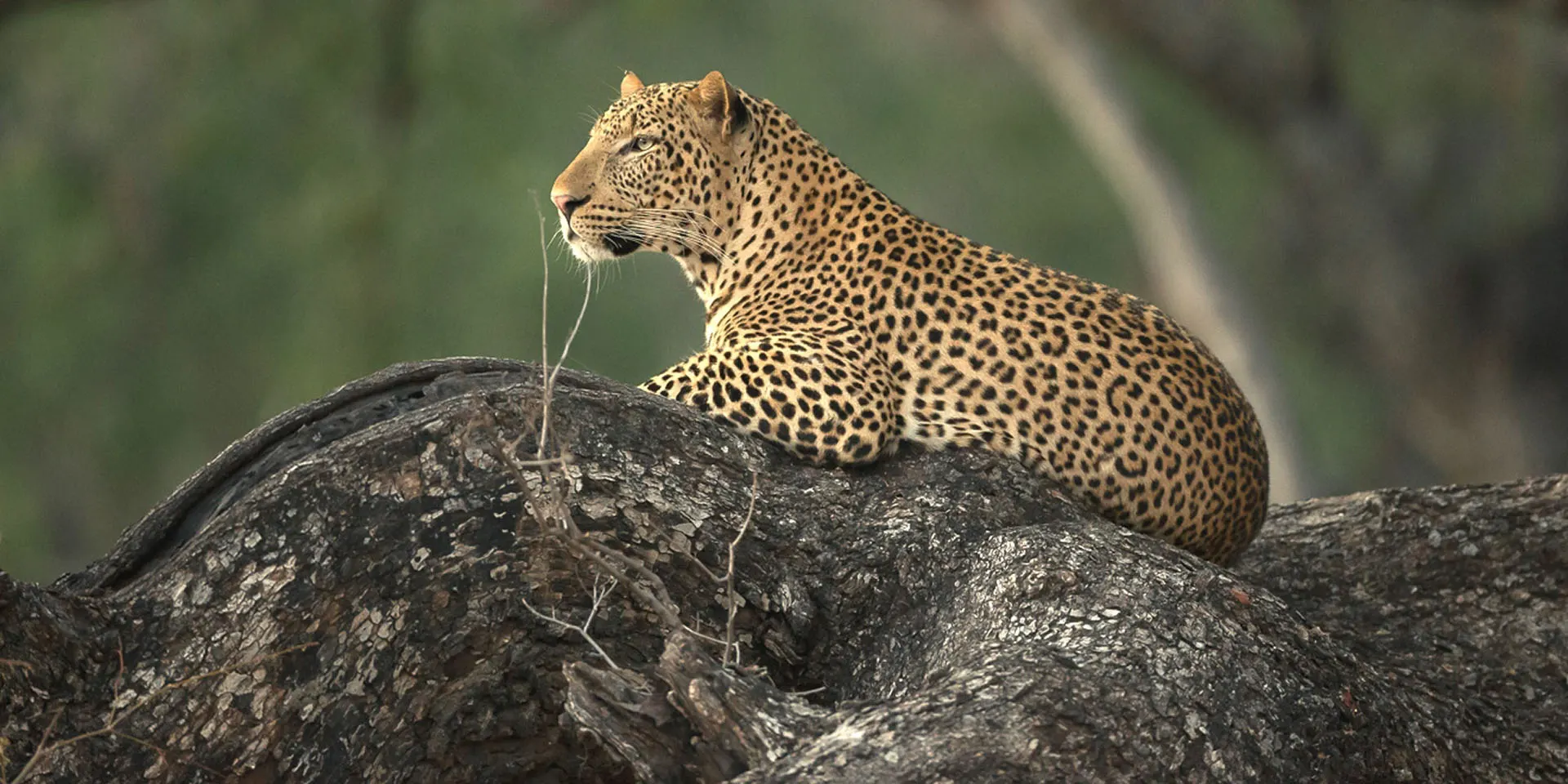 7-day Liwonde Malawi leopard safari in Nyika National Park