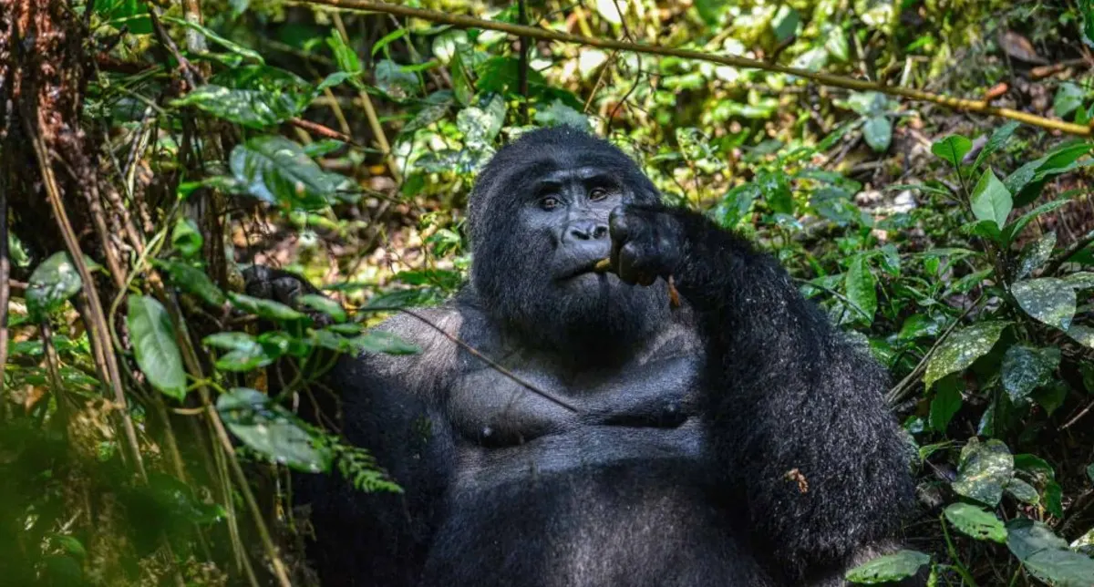 7-day Uganda safari Kabale focus across Uganda Guided time in Bwindi Impenetrable National Park