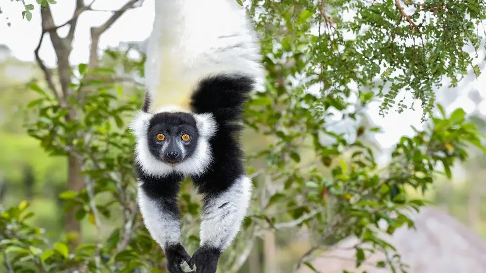 6-day Isalo Madagascar Safari Tours focus across Isalo National Park
