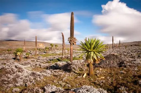 10-day Lake Tana Ethiopia safari focus across Simien Mountains National Park