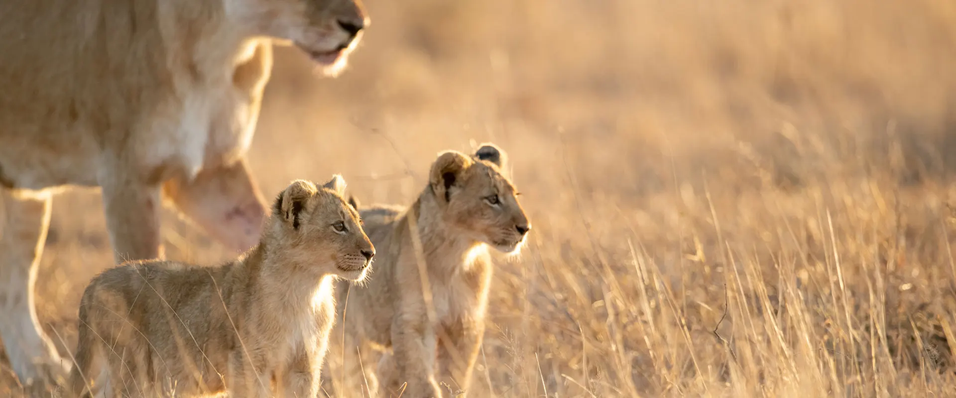 6-day Zimbabwe Lake Kariba safari Tour Zimbabwe and Guided time in Matobo Hills