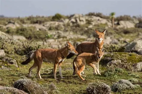 10-day Harar from uk focus across Ethiopia Guided time in Omo Valley On Ethiopia Safaris