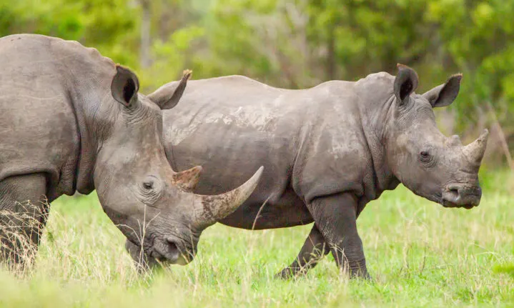 8-day safari Goma focus across DR Congo Safari Guided time in Garamba National Park