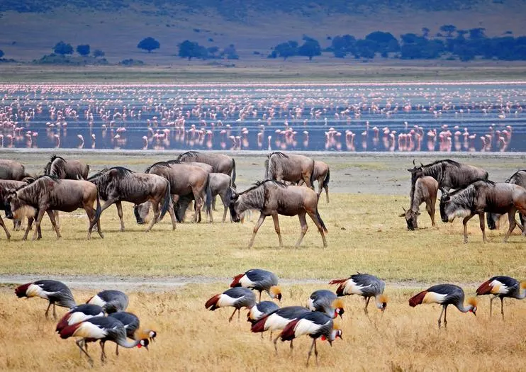 10-day Tanzania Jambiani trip focus across Tanzania Safaris Guided time in Kilimanjaro National Park