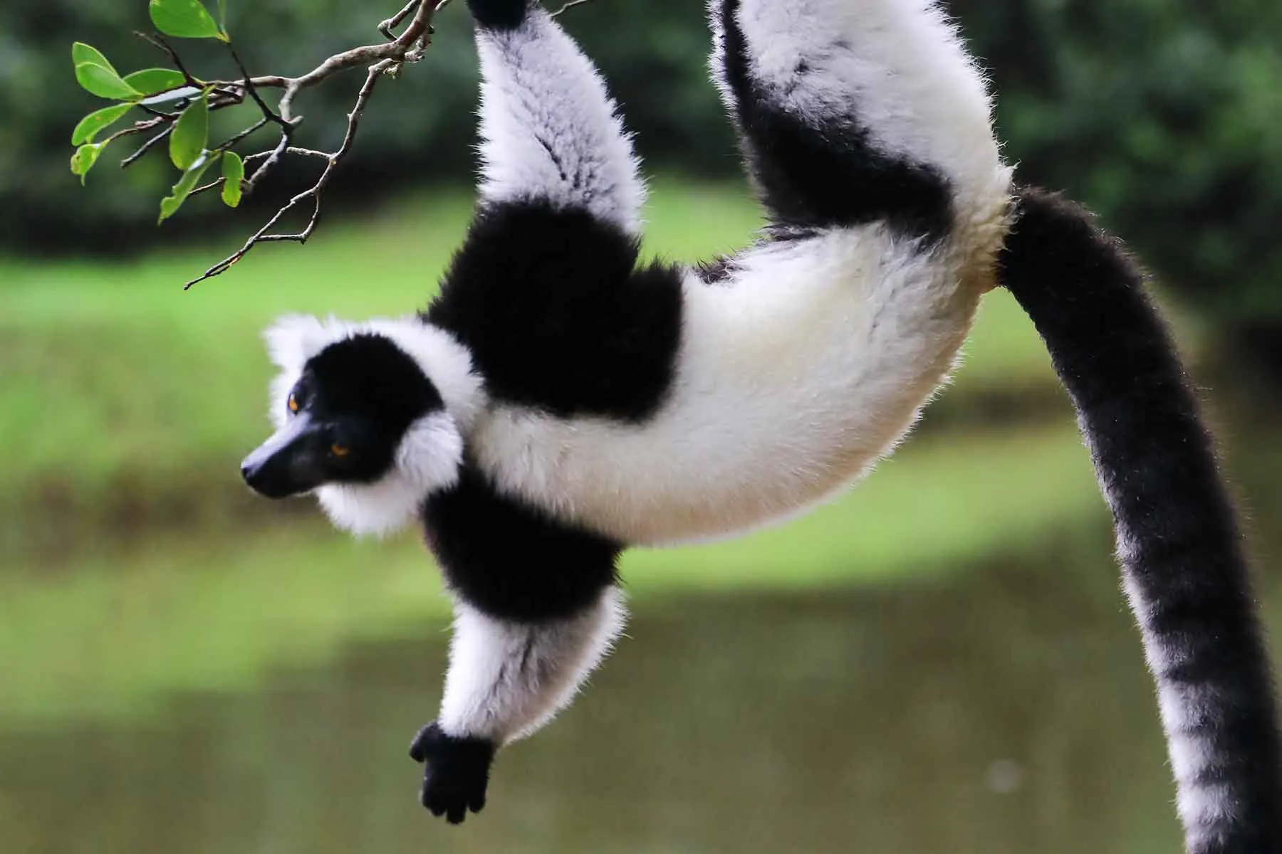 7-day Nosy Be safaris On Best Madagascar Safaris and Guided time in Avenue of the Baobabs