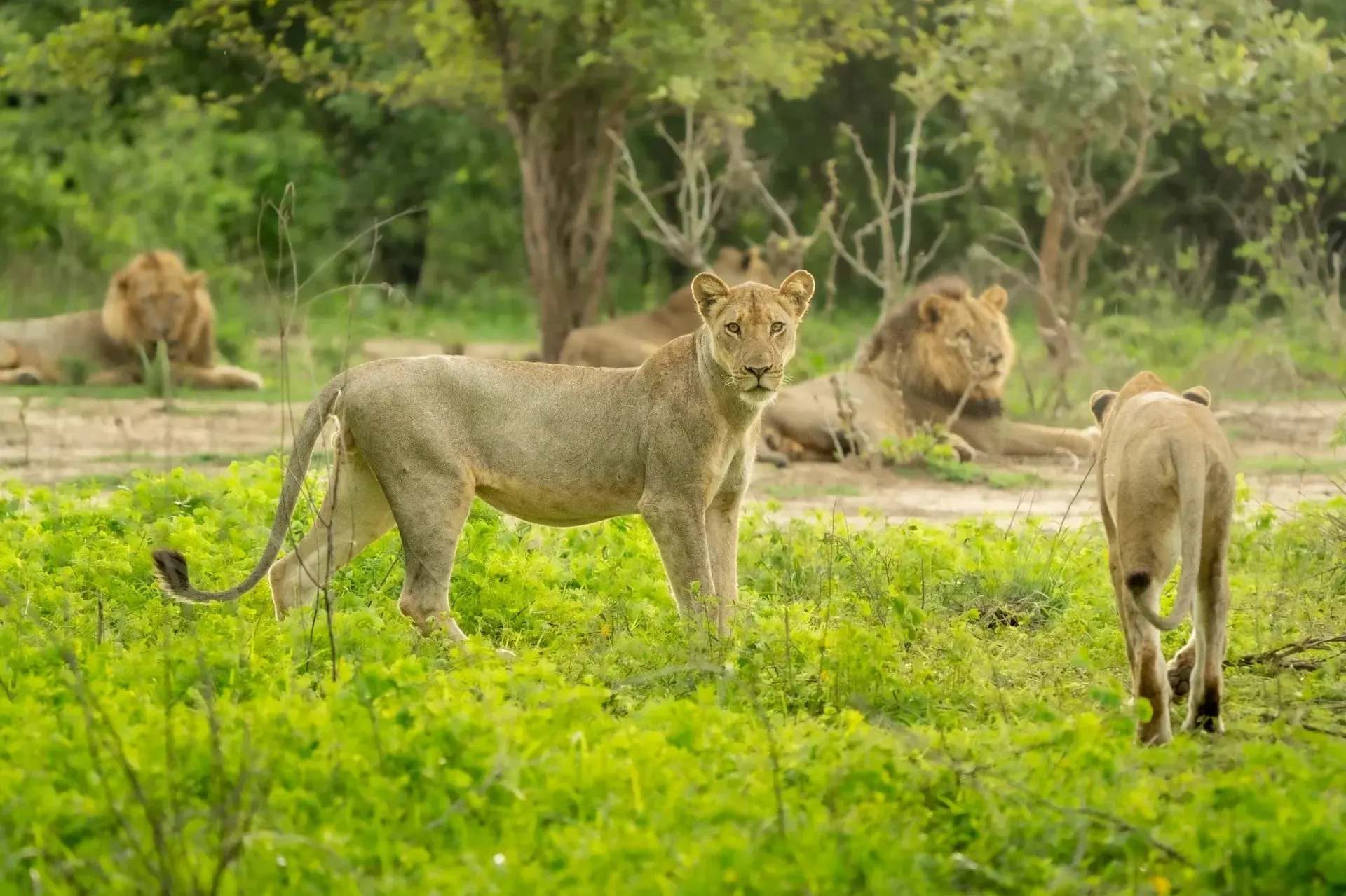 10-day Lusaka holiday focus across  Lower Zambezi National Park On Zambia Safaris