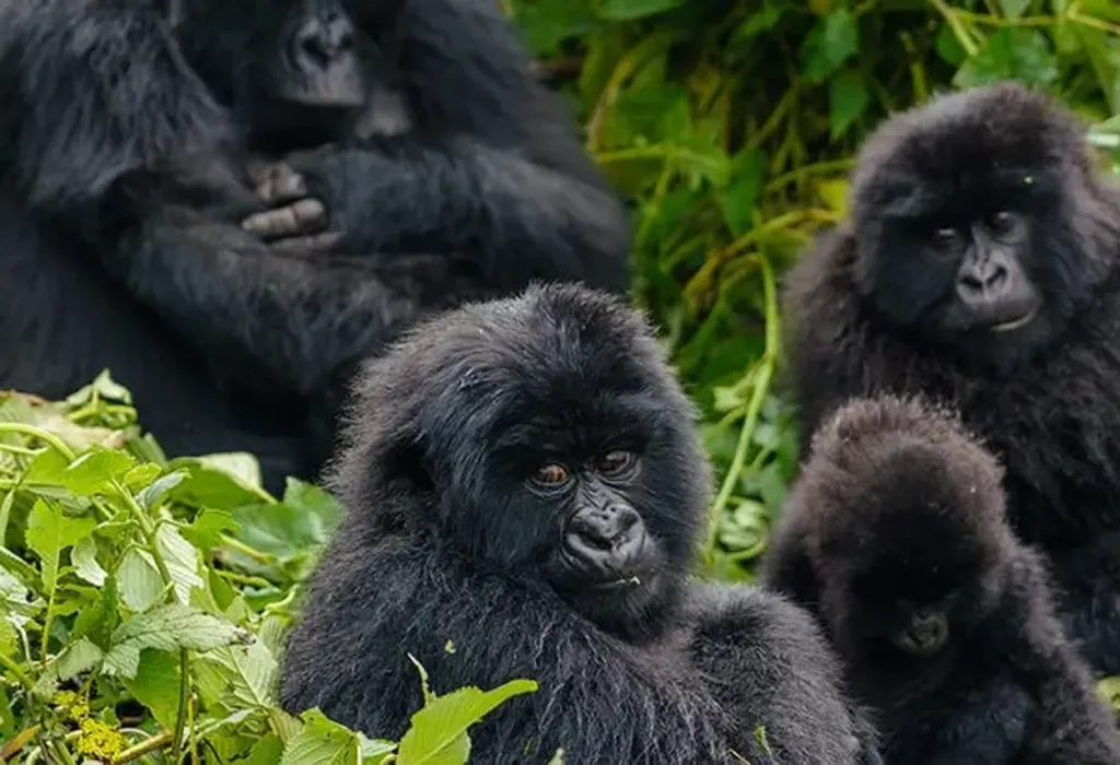 10-day Democratic Republic of Congo budget safari  Garamba National Park On Dr Congo Safaris