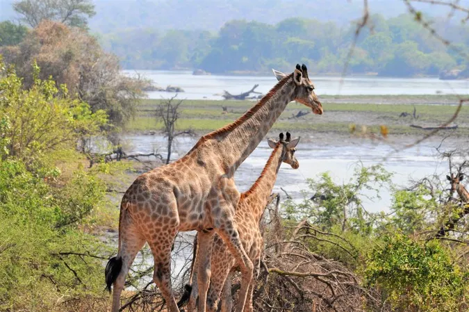 9-day Lilongwe Malawi Safaris in Majete Wildlife Reserve
