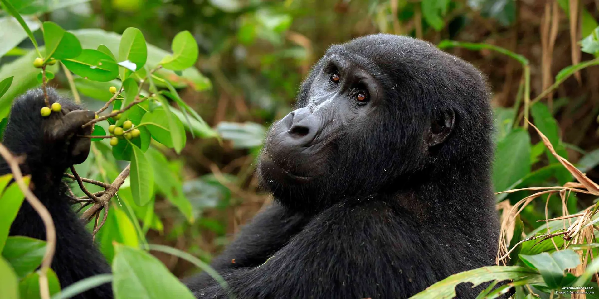 Uganda Gorilla Trekking Safaris safari category