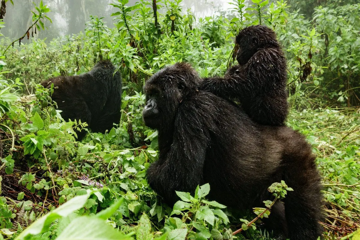 Rwanda Safari Travel Tips: What First Time Visitors Need to Know