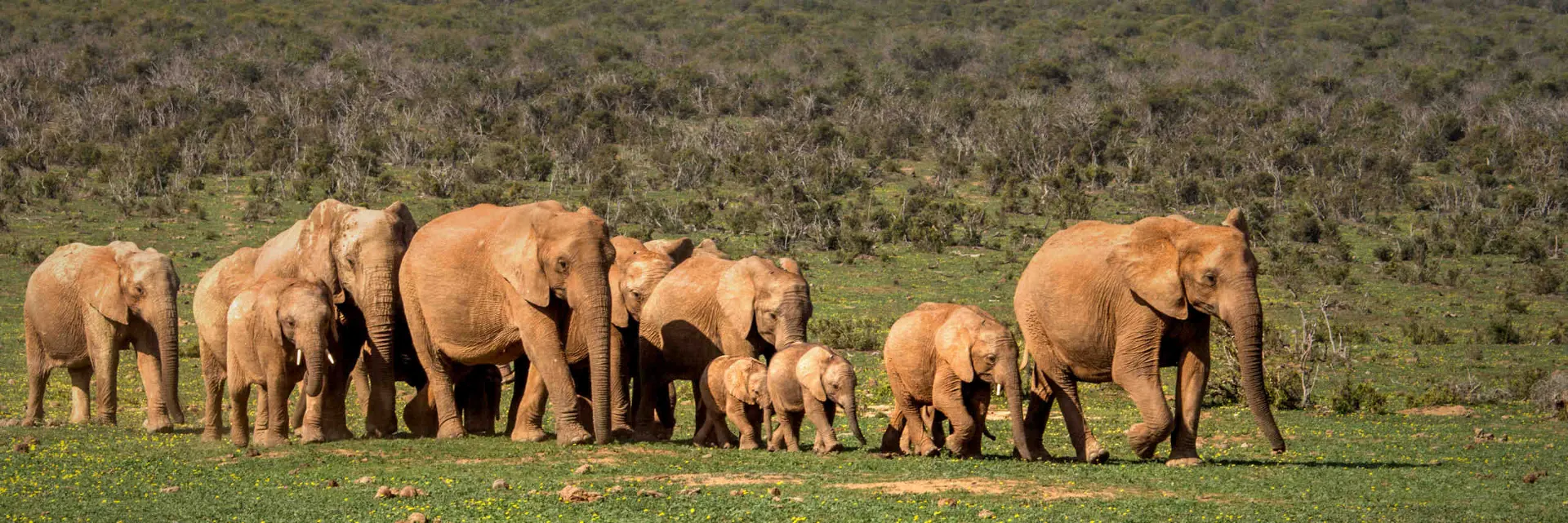 10-day canoe safari Addo Elephant Park South Africa Safaris in Sabi Sand Game Reserve