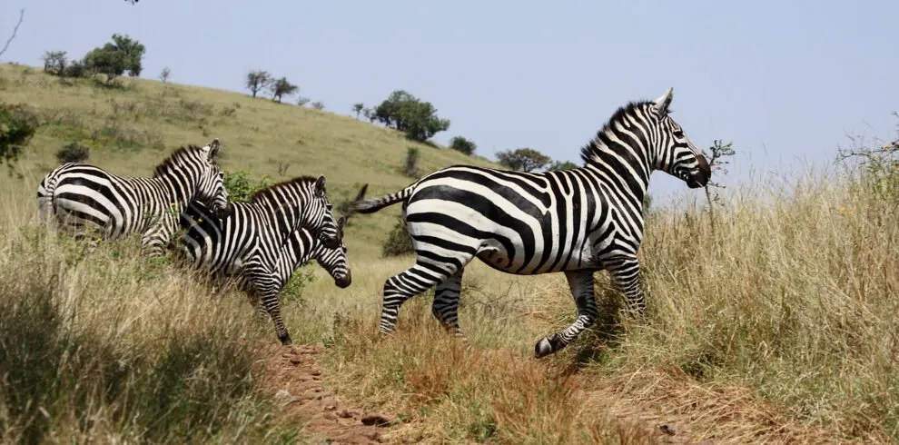 6-day beach and safari Lalibela Ethiopia Safari focus across Bale Mountains National Park