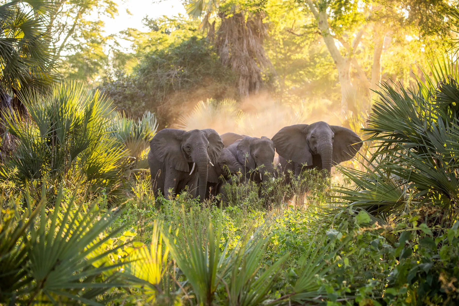 10-day safari Vilanculos focus across Gorongosa National Park on Mozambique Safaris
