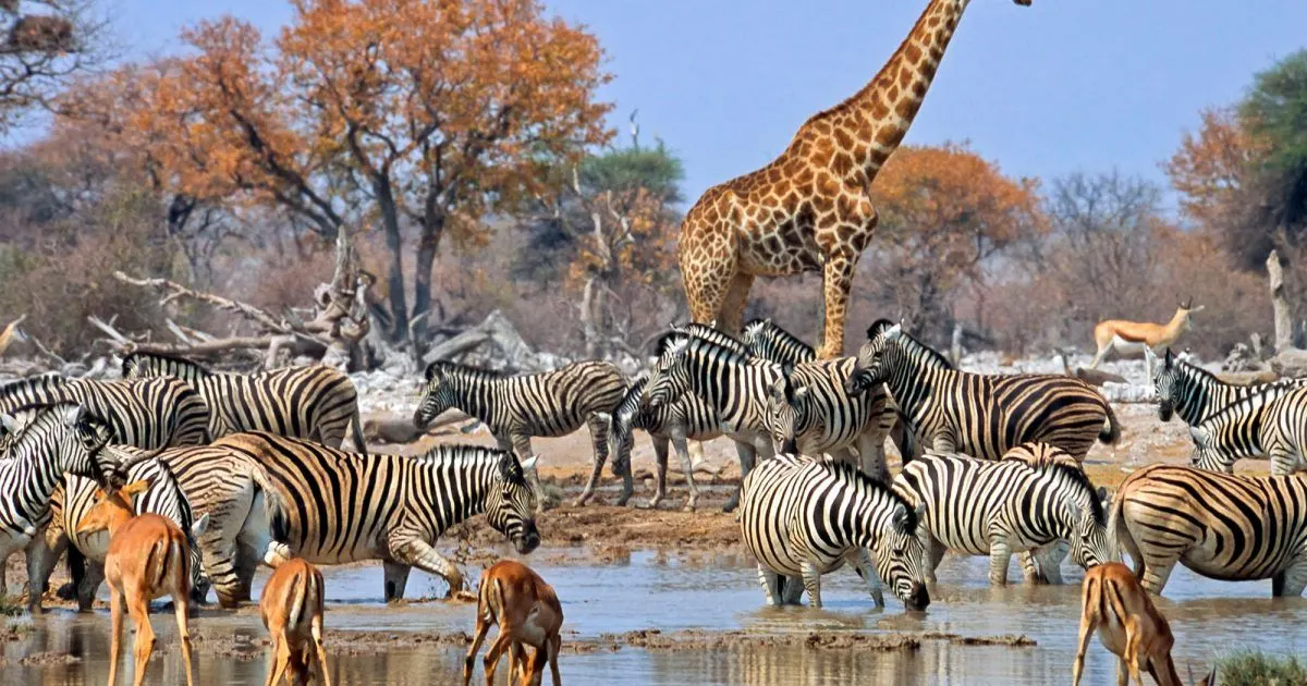 7-day Namibia safari Damaraland Namibia in Etosha National Park