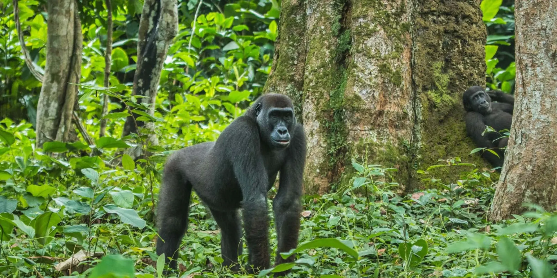 9-day Kahuzi-Biega safari focus across Garamba National Park On Safari Tour Dr Congo