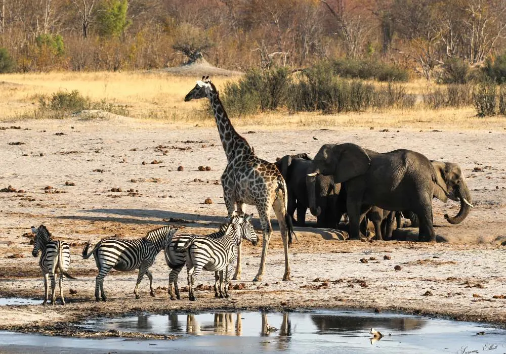 9-day Zimbabwe Zambezi National Park packages On Zimbabwe Safaris