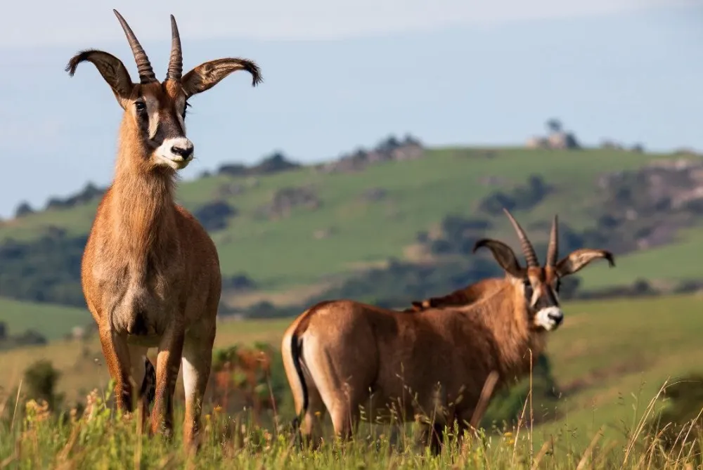 7-day Nyika Plateau birding safari focus across in Nyika National Park On Malawi Safari Tours