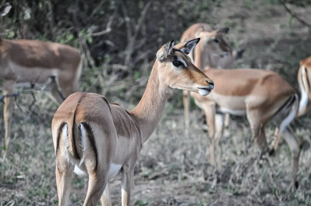 7-day Nyika Plateau Malawi Safari packages  in Lake Malawi