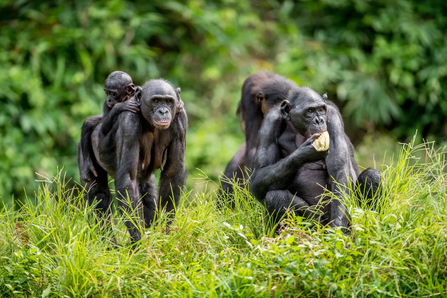 8-day safari DR Congo focus across DR Congo Guided time in Garamba National Park