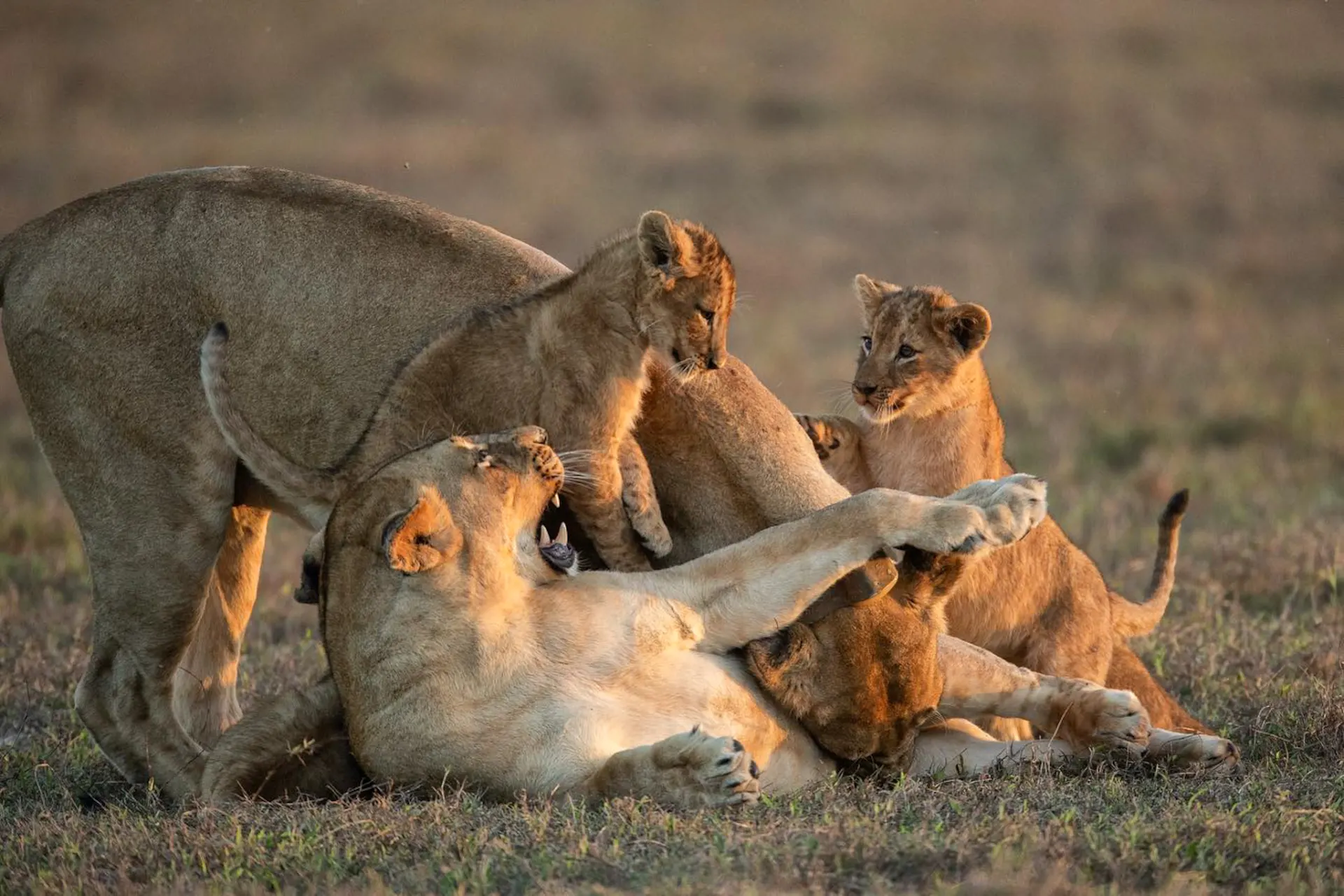 Mozambique Safari Tours safari category