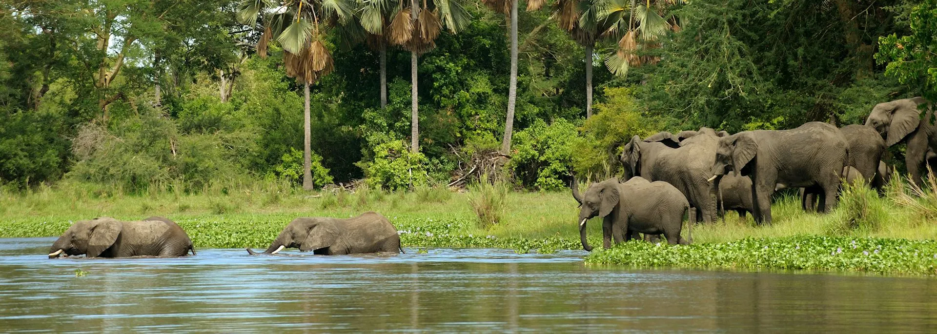 Malawi Wildlife Safaris safari category