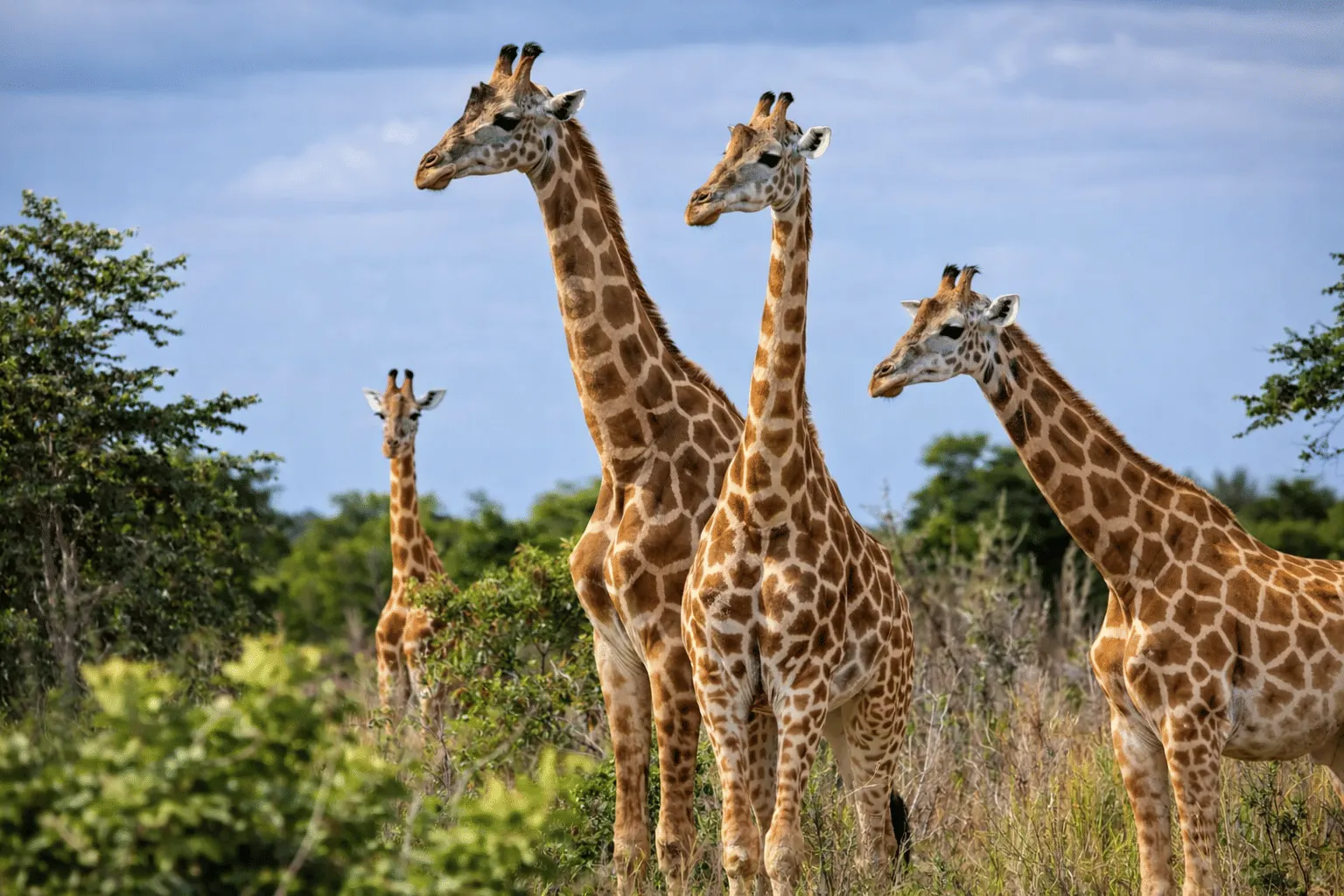 7-day DR Congo Rumangabo safari focus across Virunga National Park On Dr Congo Safari