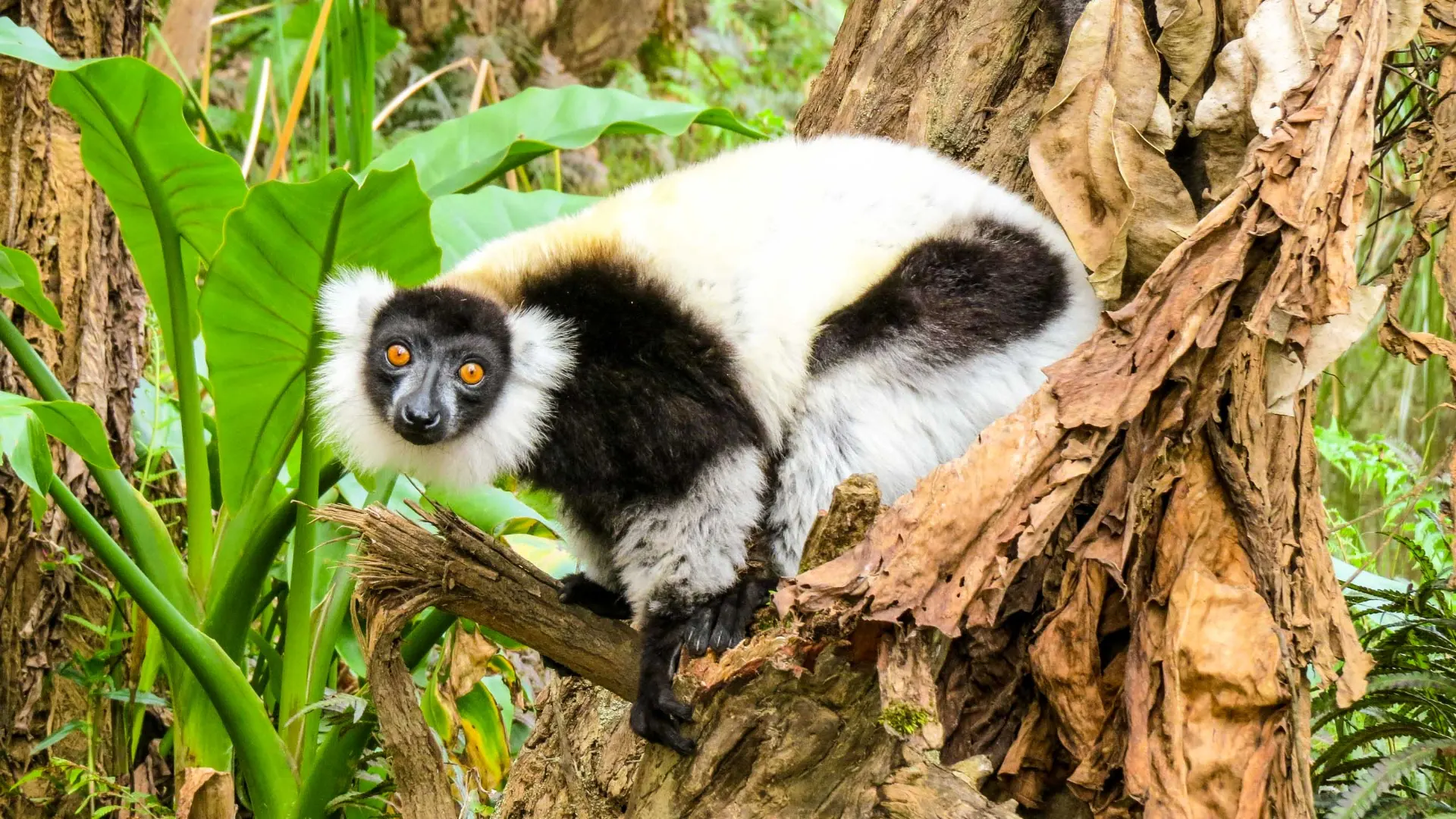 6-day Isalo Tours focus across Madagascar Guided time in Avenue of the Baobabs