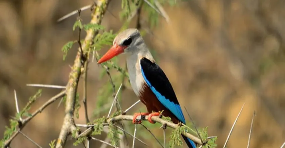 10-day birding safari package Democratic Republic of Congo in Virunga National Park